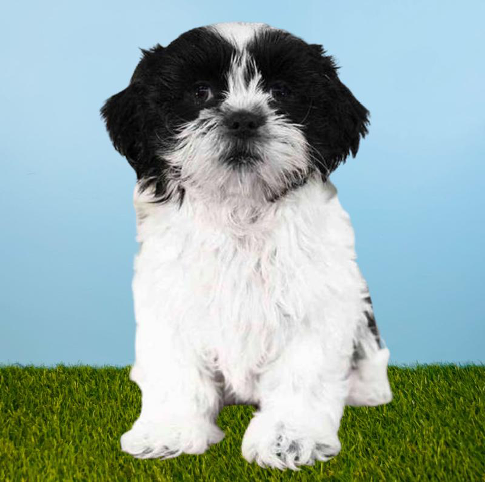 Male Shih Tzu Puppy for sale