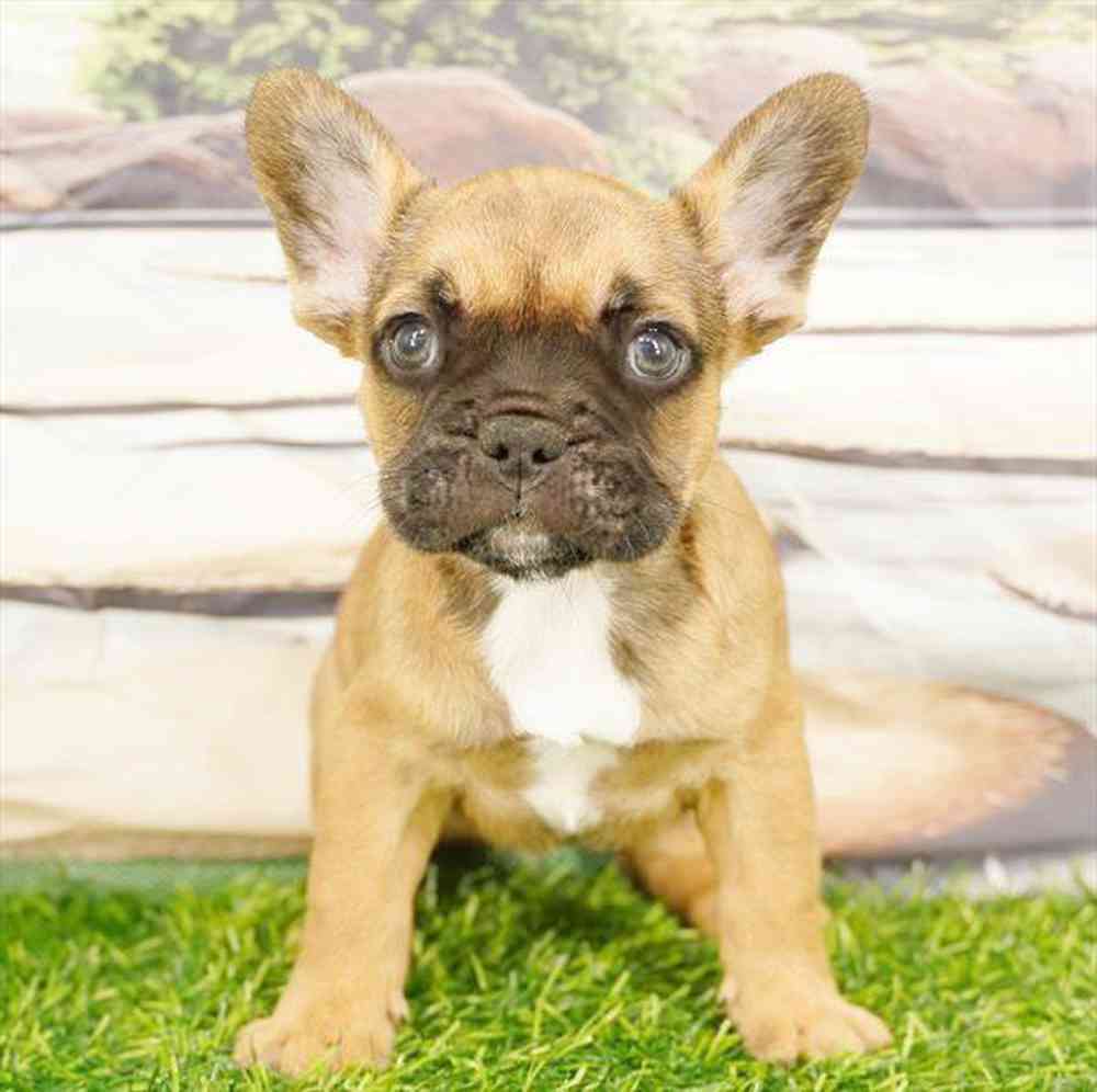 pet breed image