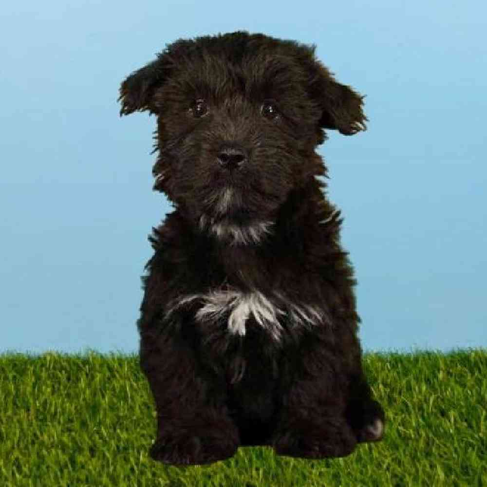 Male SilkChon Puppy for sale