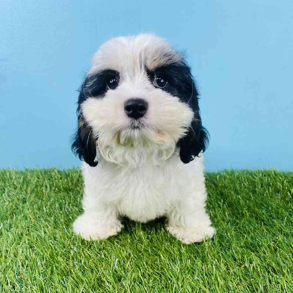 Female Maltese/Cavalier King Charles Spaniel Puppy for sale