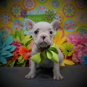 French Bulldog