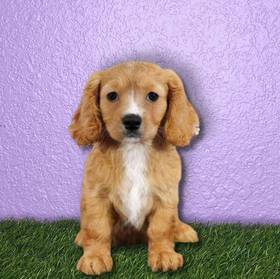 Cavalier King Charles Spaniel/Maltechon