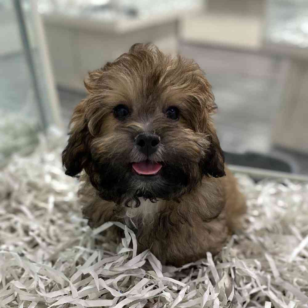 carousel pet images