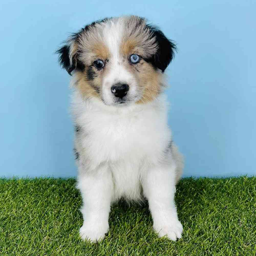 Male Mini Aussie Puppy for sale