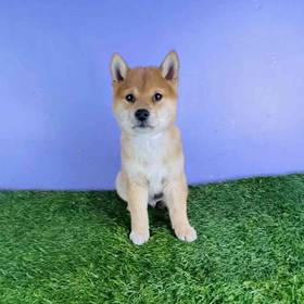 Shiba Inu