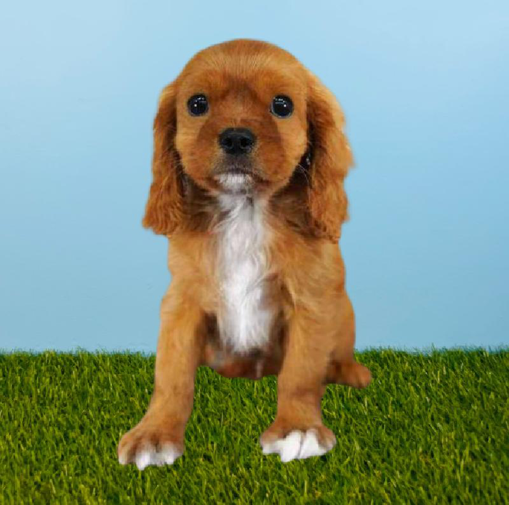 Male Cavalier King Charles Spaniel Puppy for sale