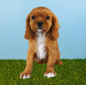 Cavalier King Charles Spaniel