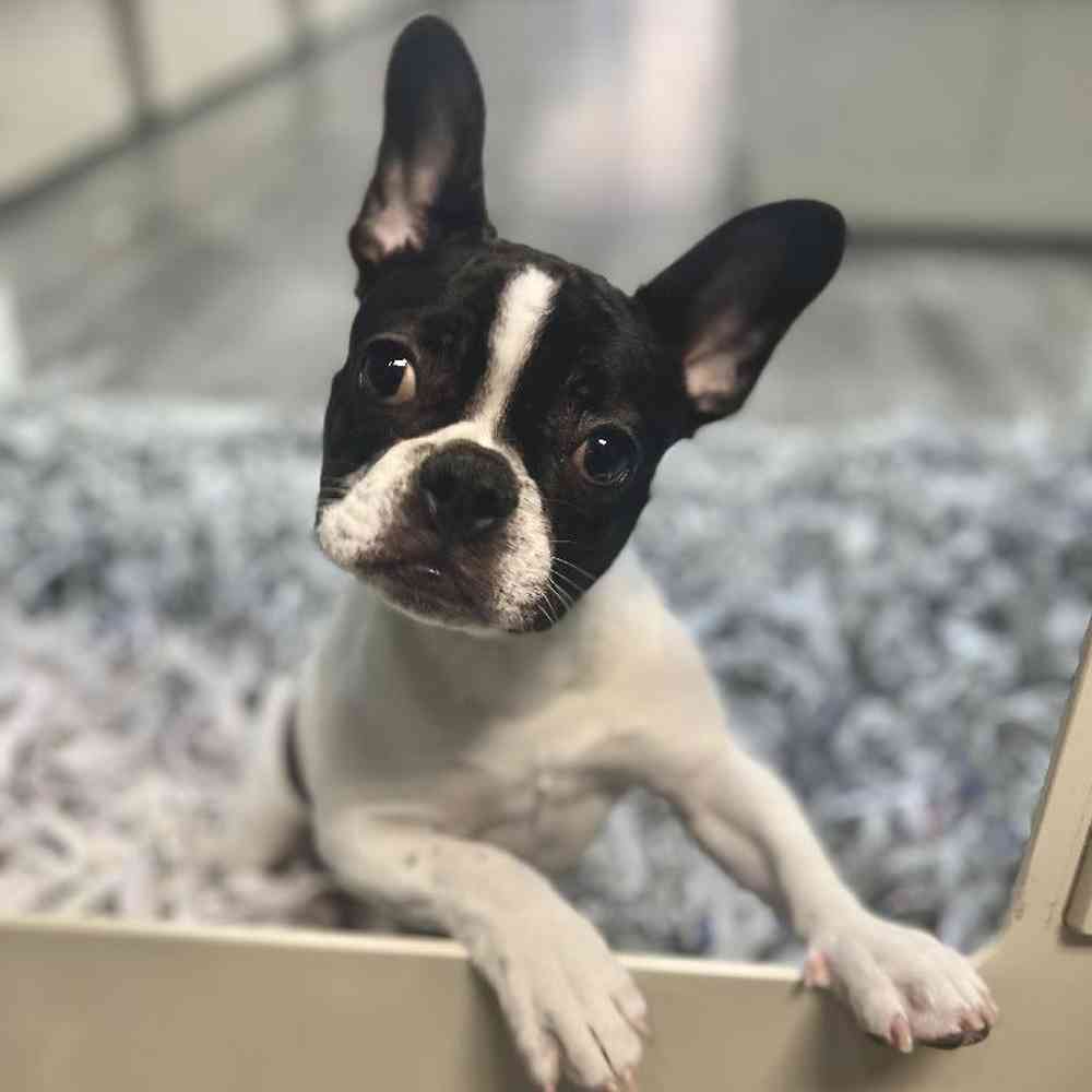 Female French Bulldog Puppy for Sale in Meridian, ID