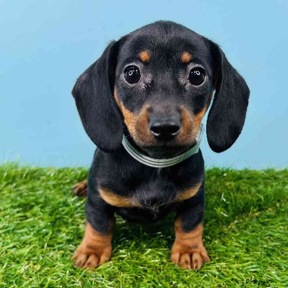 Female Dachshund Puppy for sale