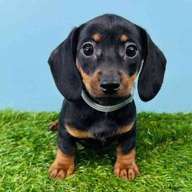 Dachshund