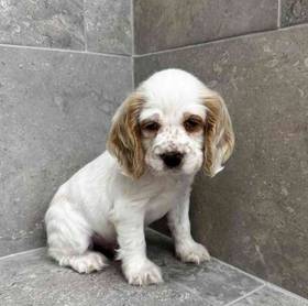 Cocker Spaniel