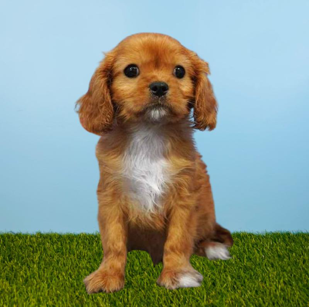 Male Cavalier King Charles Spaniel Puppy for sale