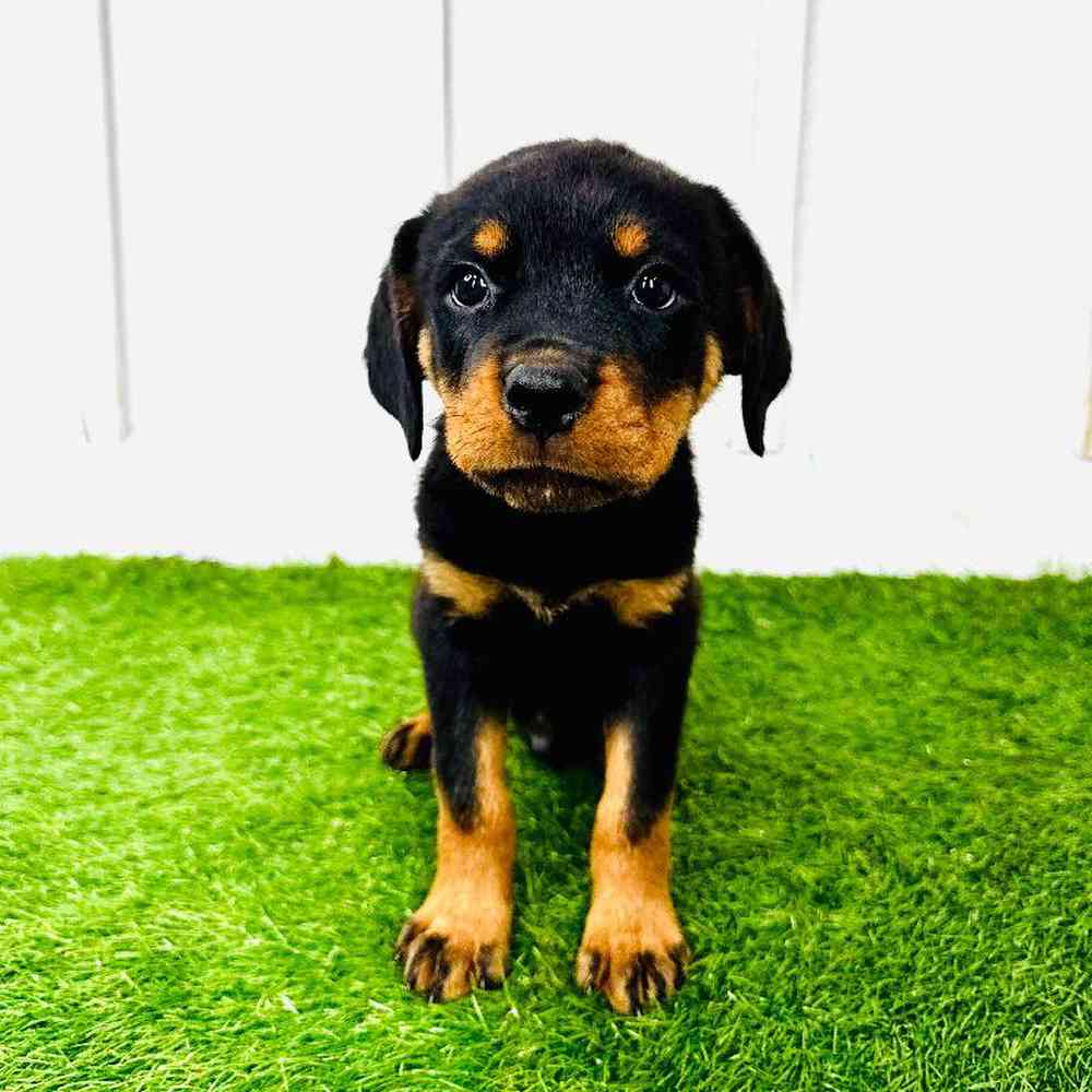 pet breed image