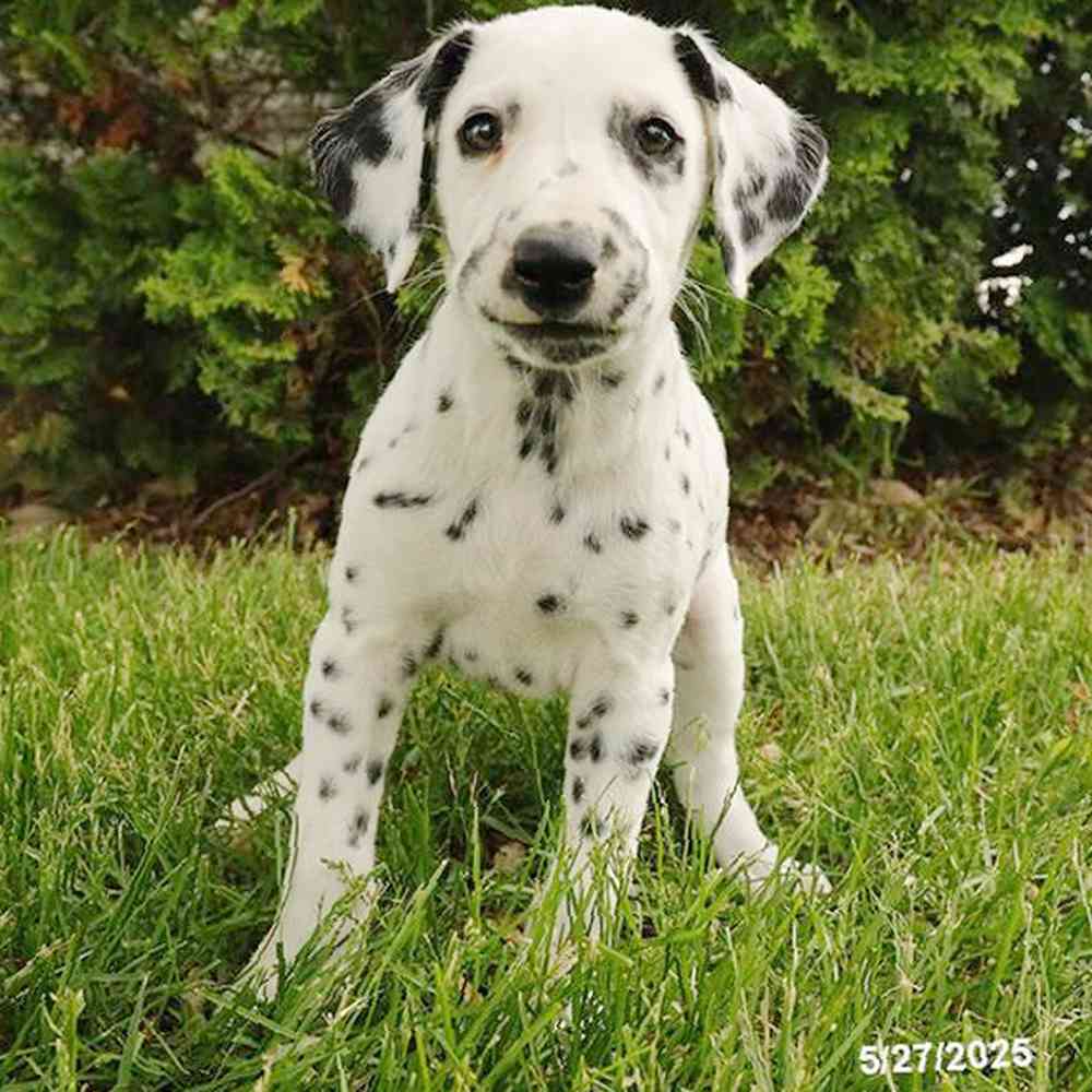 pet breed image