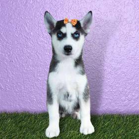 Siberian Husky