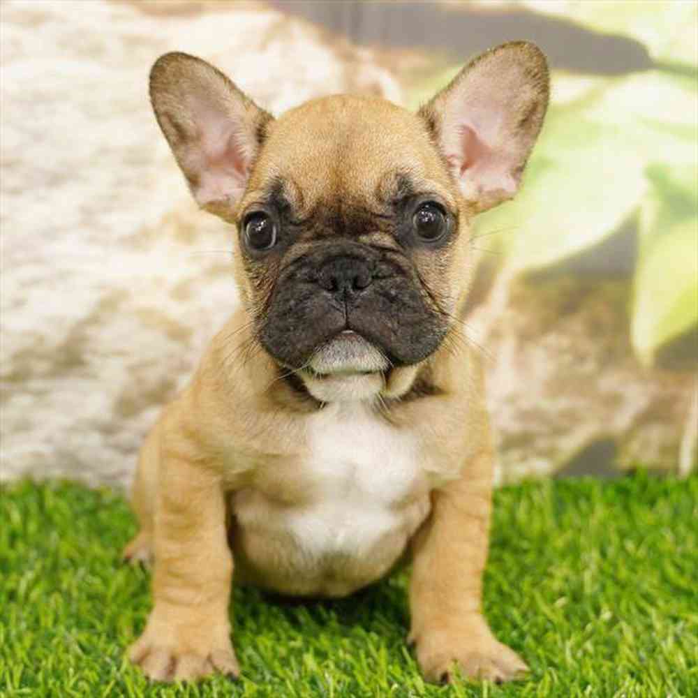 pet breed image