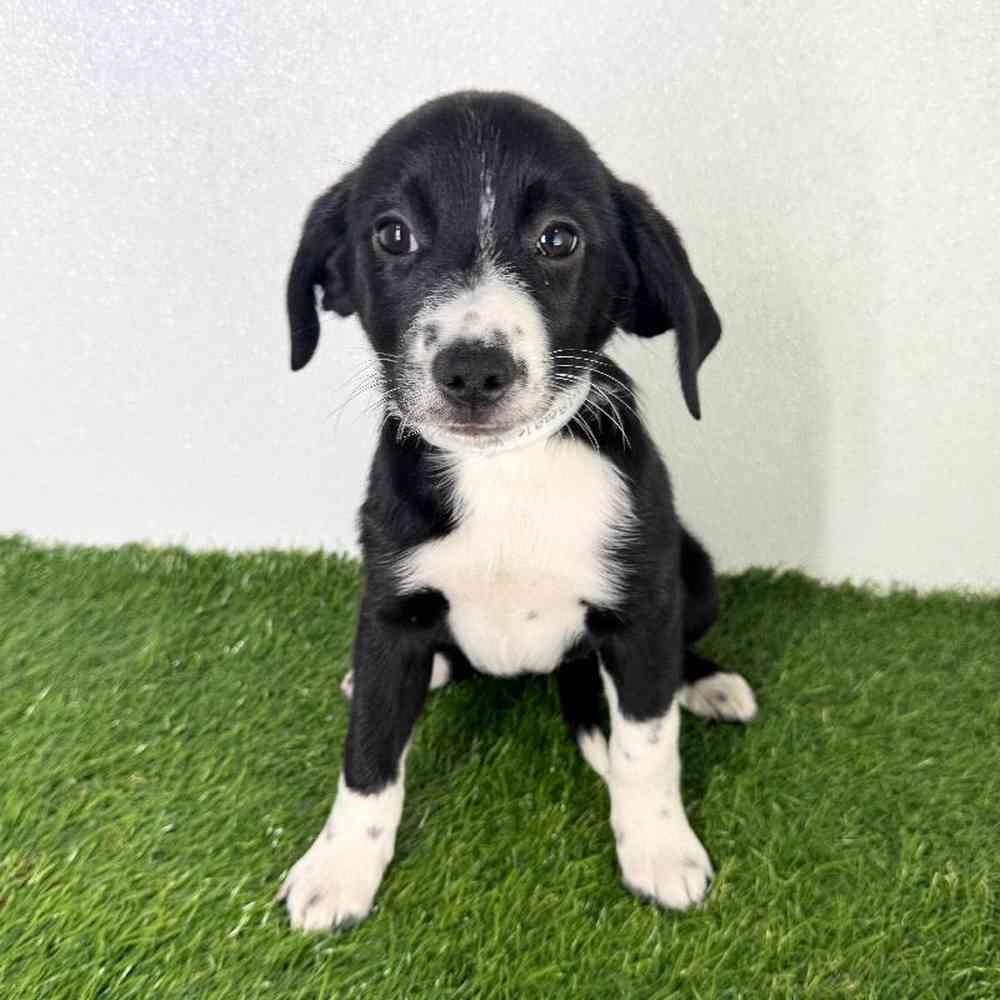 pet breed image