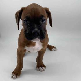 Boxer