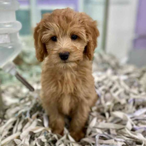 2nd Gen Mini Whoodle Puppies for Sale Meridian