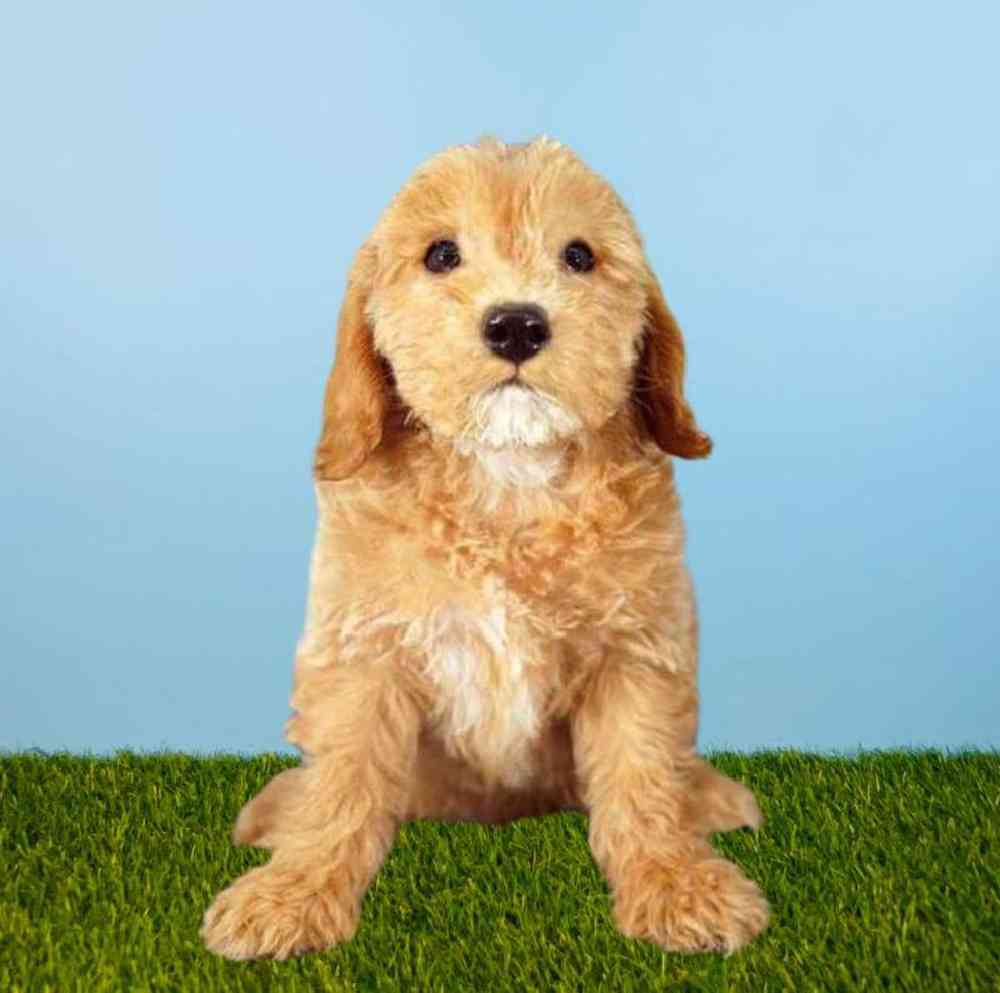 2nd Gen Mini Goldendoodle Puppies for Sale Meridian