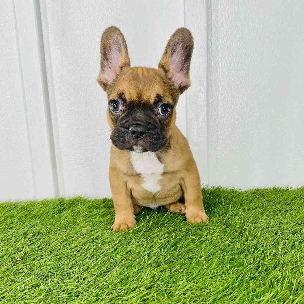 pet breed image