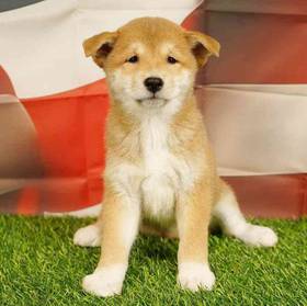 Shiba Inu