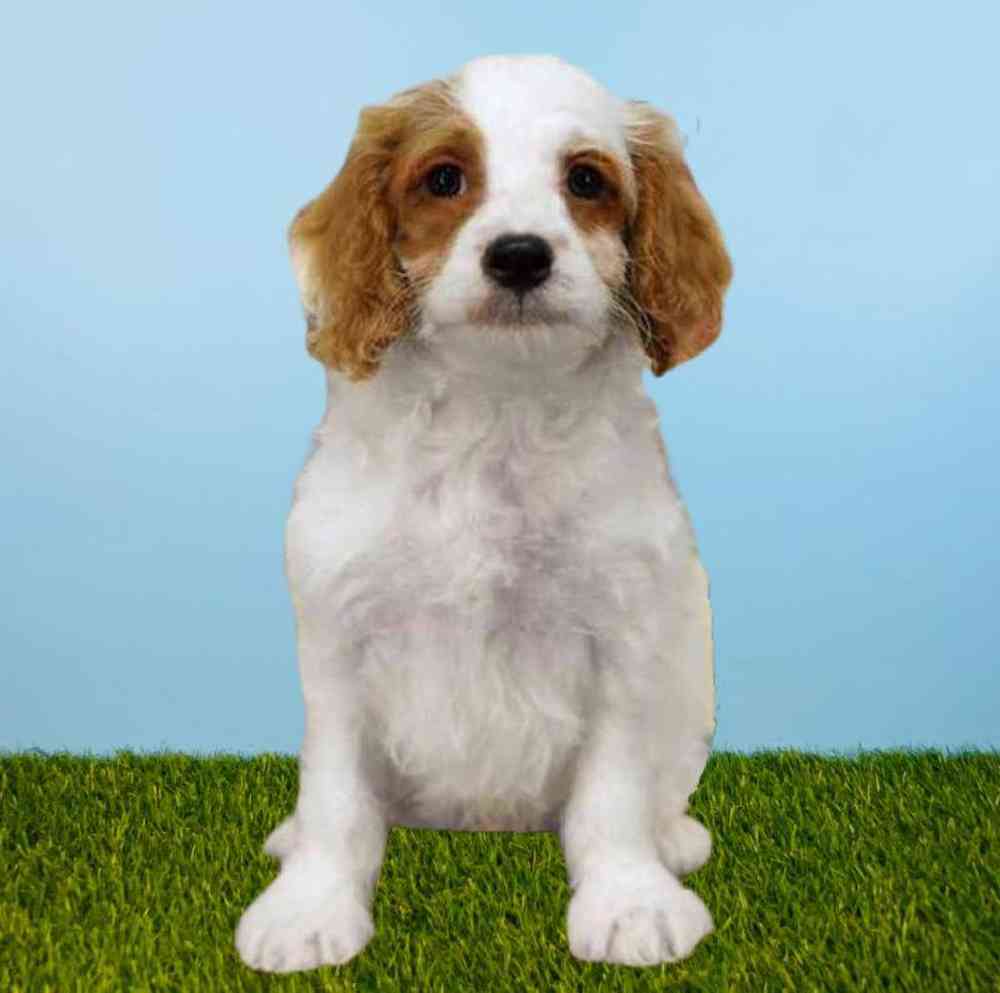 Male 2nd Gen Cockapoo Puppy for Sale in Meridian, ID