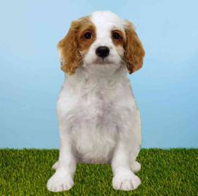 2nd Gen Cockapoo