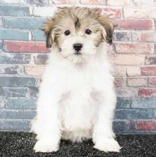 Coton De Tulear