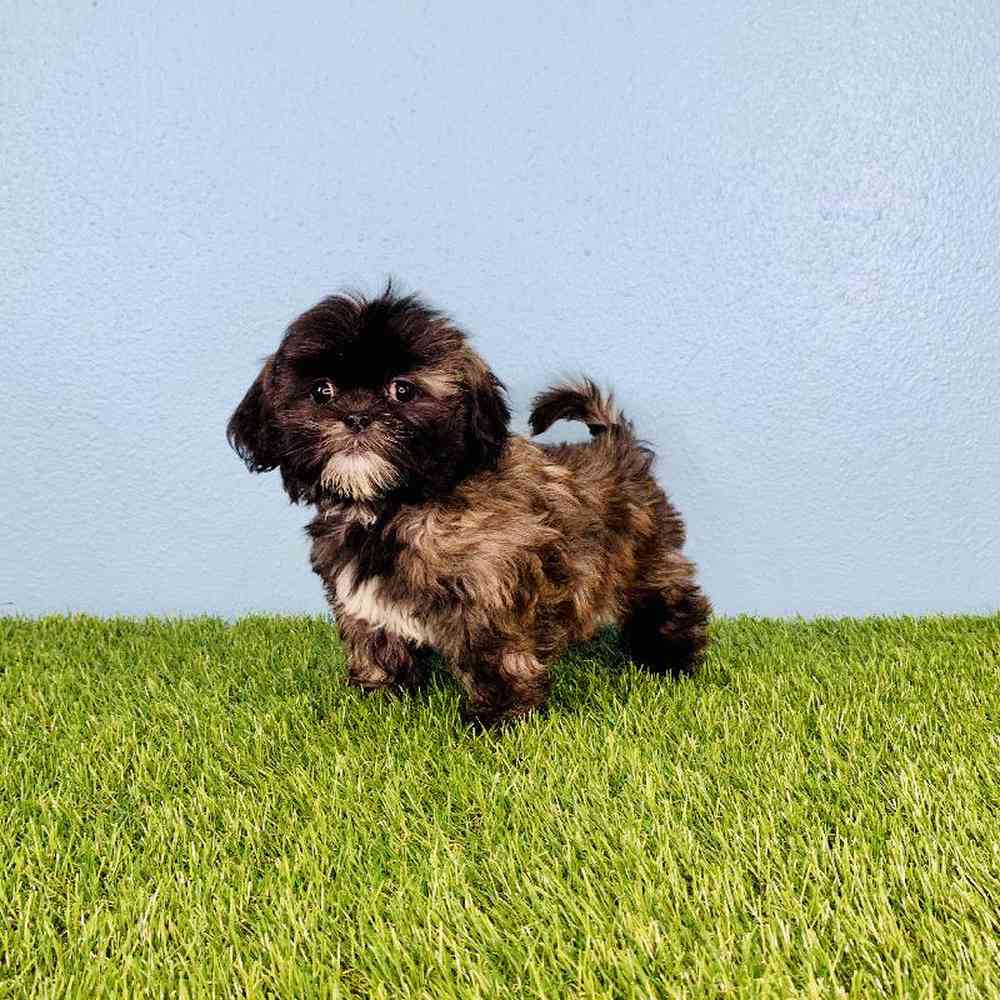 carousel pet images