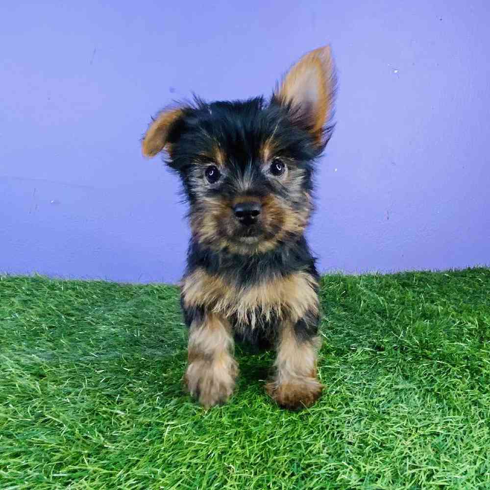 Female Yorkie Puppy for sale