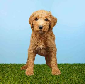 Poodle