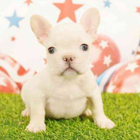 French Bulldog