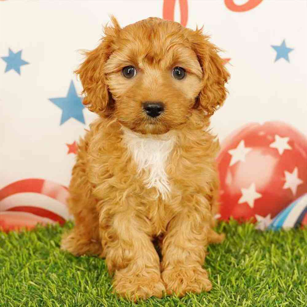 pet breed image