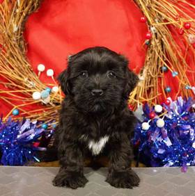 Havanese