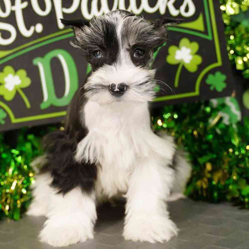 pet breed image