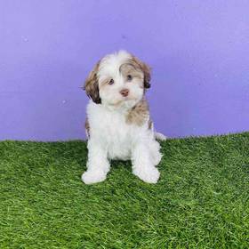 Havanese