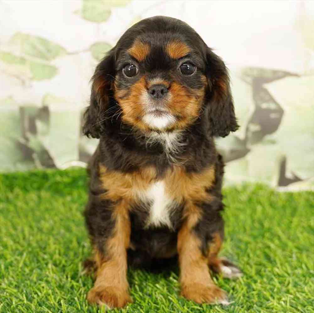 pet breed image