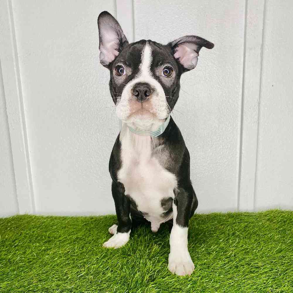 pet breed image