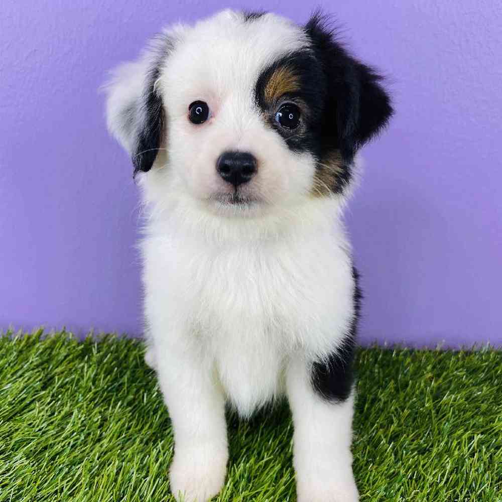 Female Mini Aussie Puppy for sale