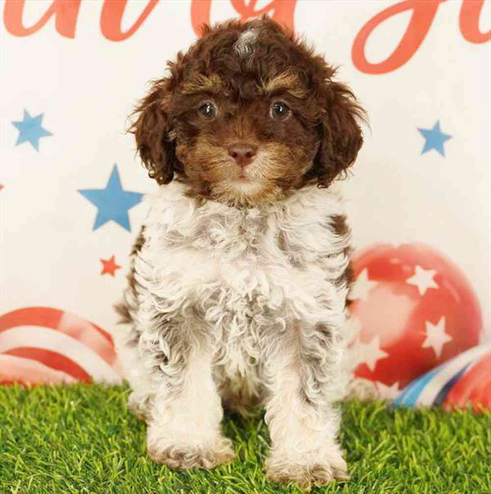 carousel pet images