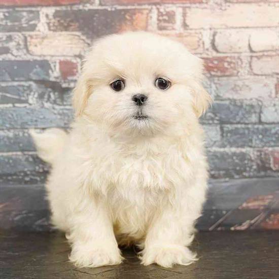 Pekingese