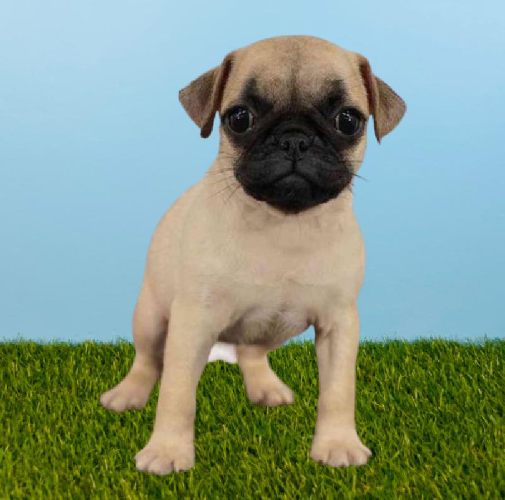 Female Pug Puppy for sale