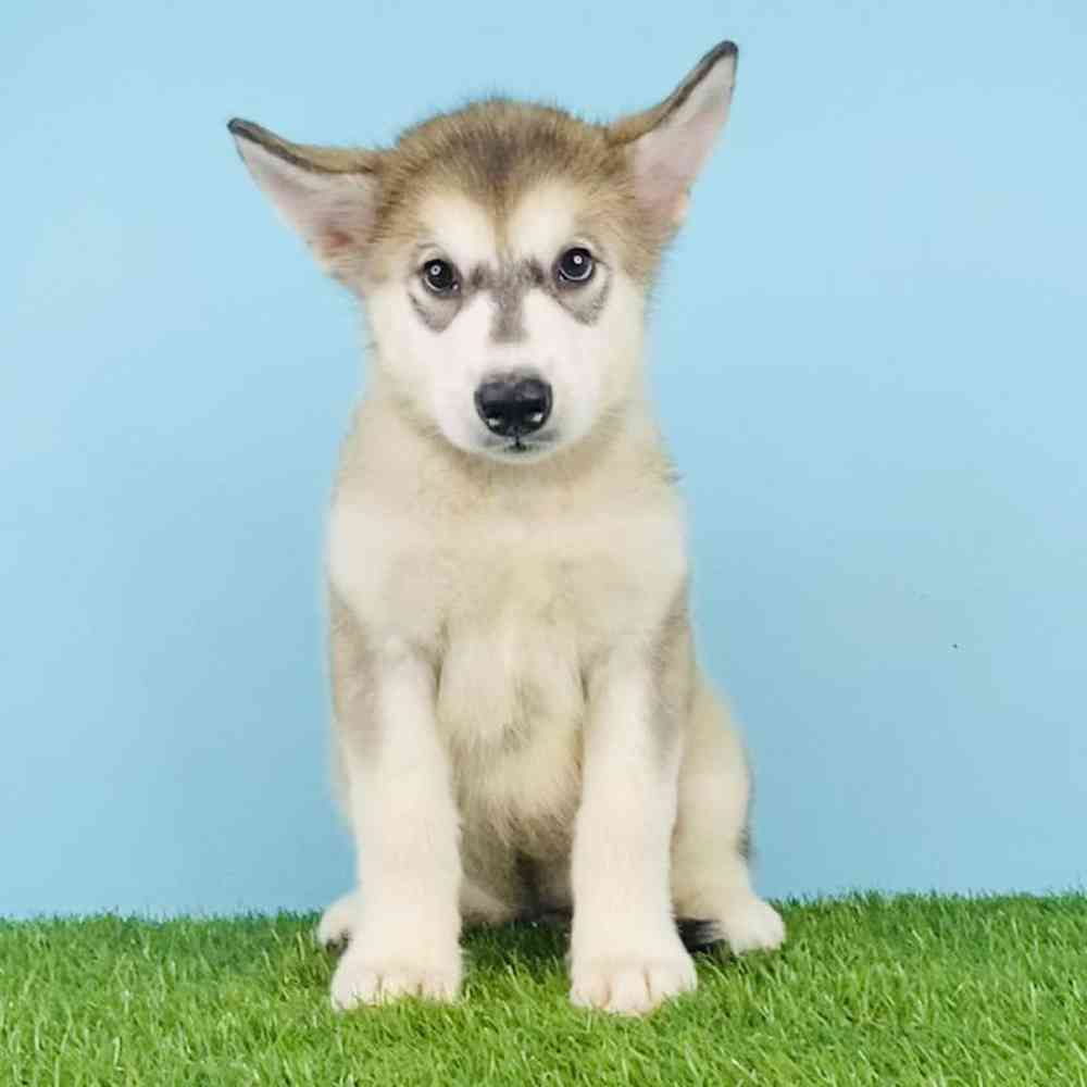 Female Alaskan Malamute Puppy for sale