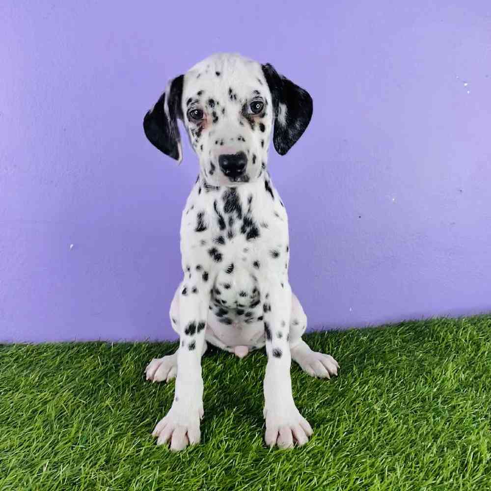 Female Dalmatian Puppy for sale