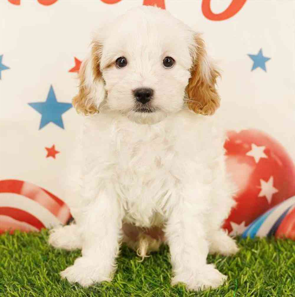 pet breed image
