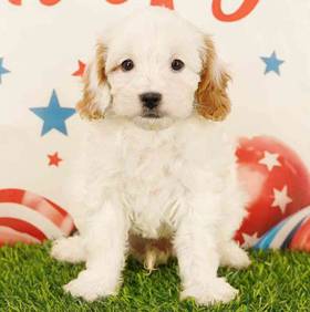 Cavapoo