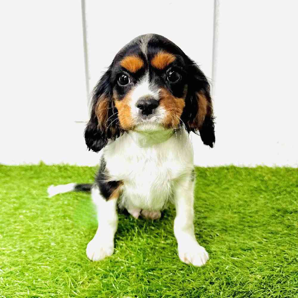 pet breed image