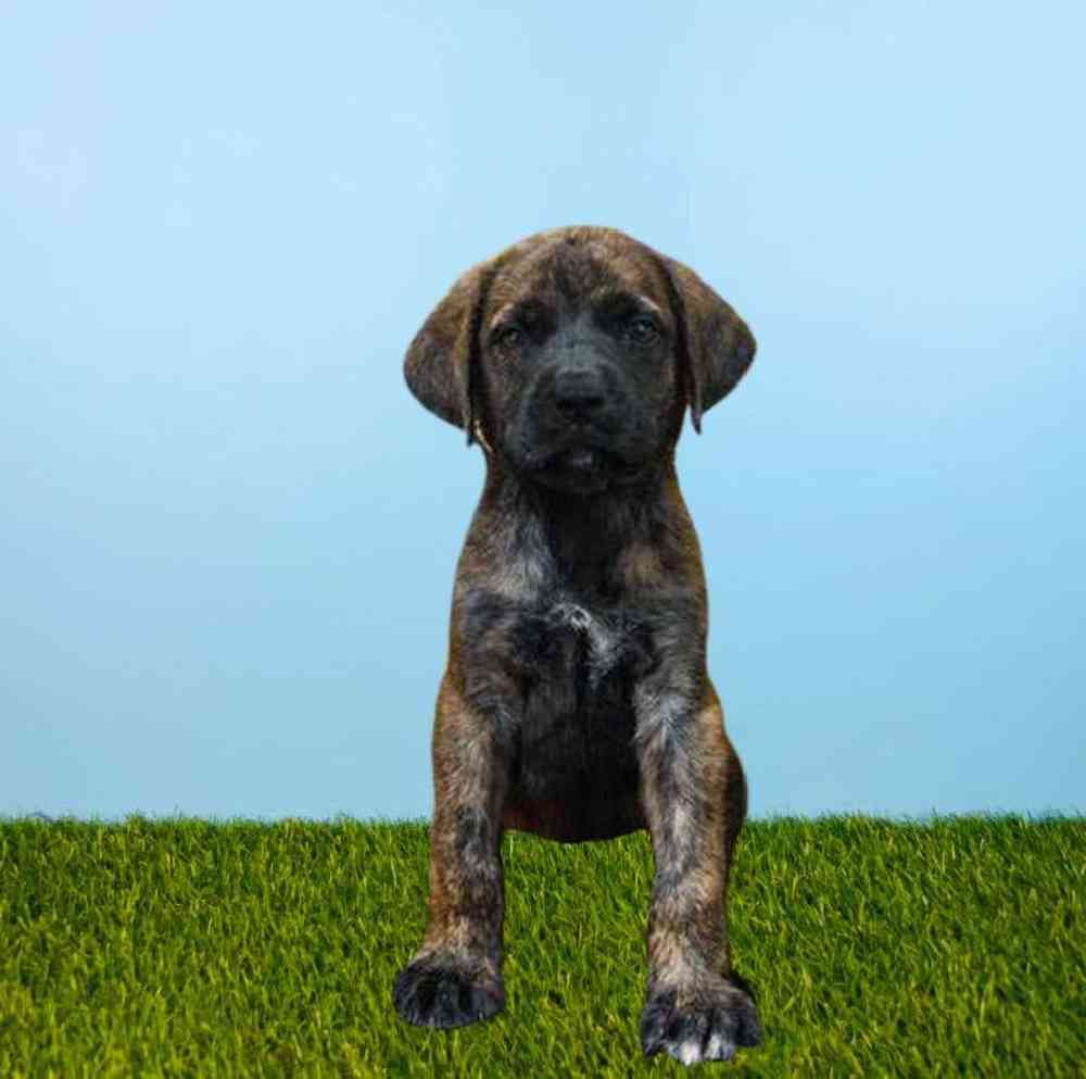 English Mastiff Puppies for Sale Meridian