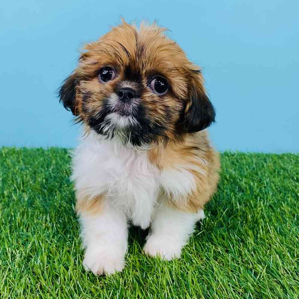carousel pet images